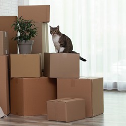 stack of boxes including plant on top with cat sitting on a box