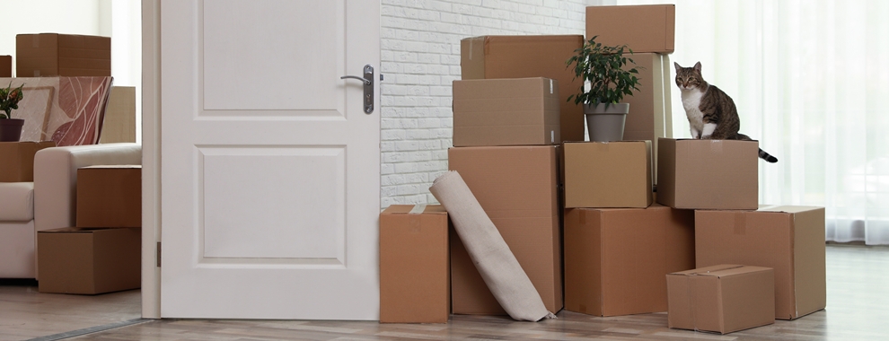 pile of boxes next to door with plant and cat on top of boxes